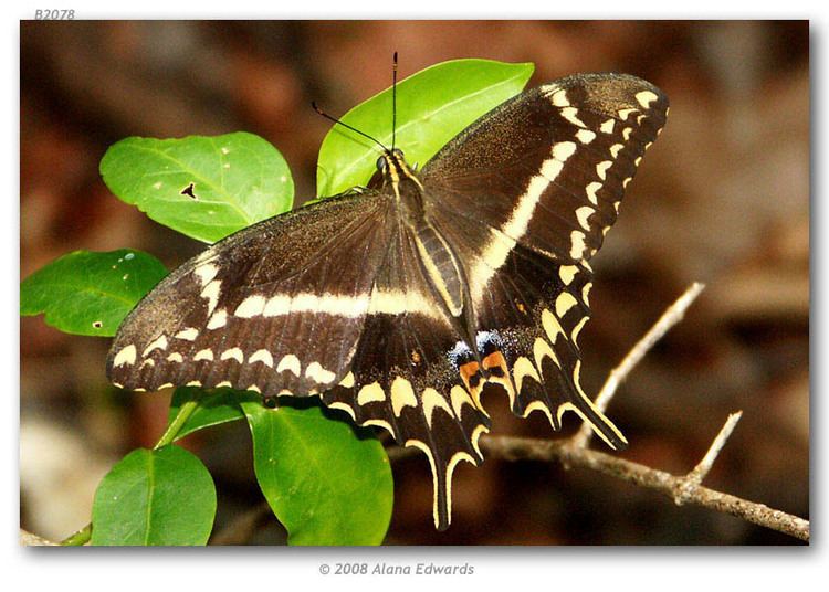 Papilio aristodemus Papilio aristodemus ponceanus live adults