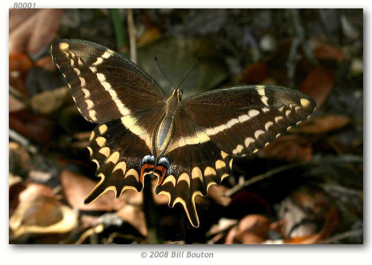 Papilio aristodemus Papilio aristodemus ponceanus Schaus 1911