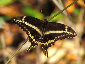 Papilio aristodemus wwwmiamiblueorgimagesschauscooper280wjpg