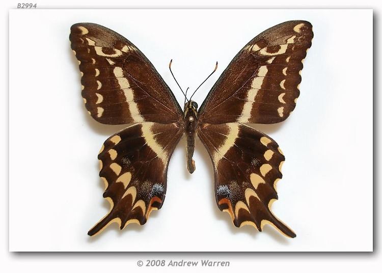Papilio aristodemus Papilio aristodemus ponceanus Schaus 1911