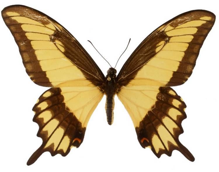 Papilio astyalus ButterflyCornernet Papilio astyalus Broadbanded Swallowtail