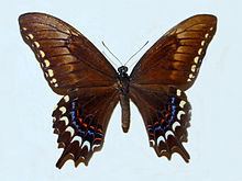 Papilio astyalus httpsuploadwikimediaorgwikipediacommonsthu
