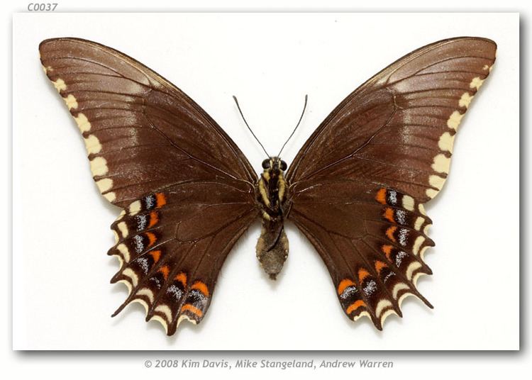 Papilio astyalus Papilio astyalus hippomedon pinned specimens