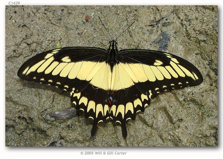 Papilio astyalus Papilio astyalus pallas live adults