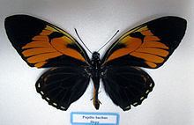 Papilio bachus httpsuploadwikimediaorgwikipediacommonsthu