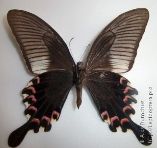 Papilio bianor Papilio bianor