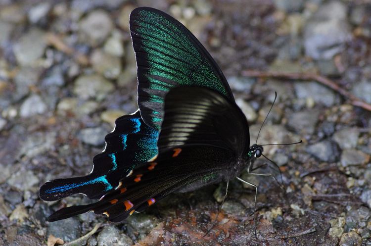 Papilio bianor Papilio bianor Tetsuya Shimizu Flickr