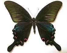 Papilio bianor httpsuploadwikimediaorgwikipediacommonsthu