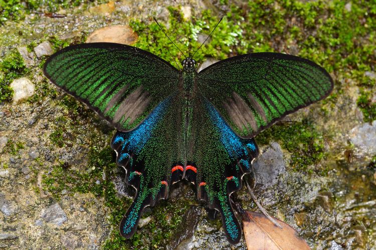 Papilio bianor FilePapilio bianor thrasymedes male 20140525jpg Wikimedia Commons