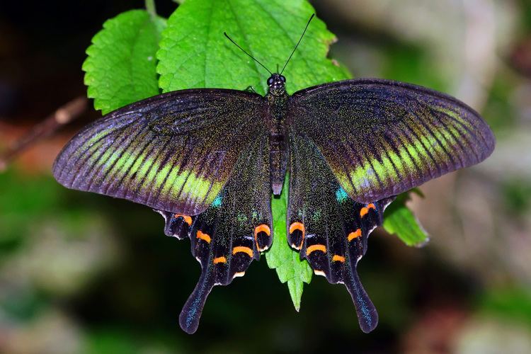 Papilio bianor FilePapilio bianor kotoensis female back 20140501jpg Wikimedia