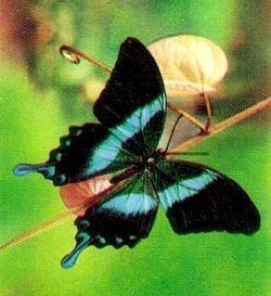 Papilio blumei httpsuploadwikimediaorgwikipediacommonsthu