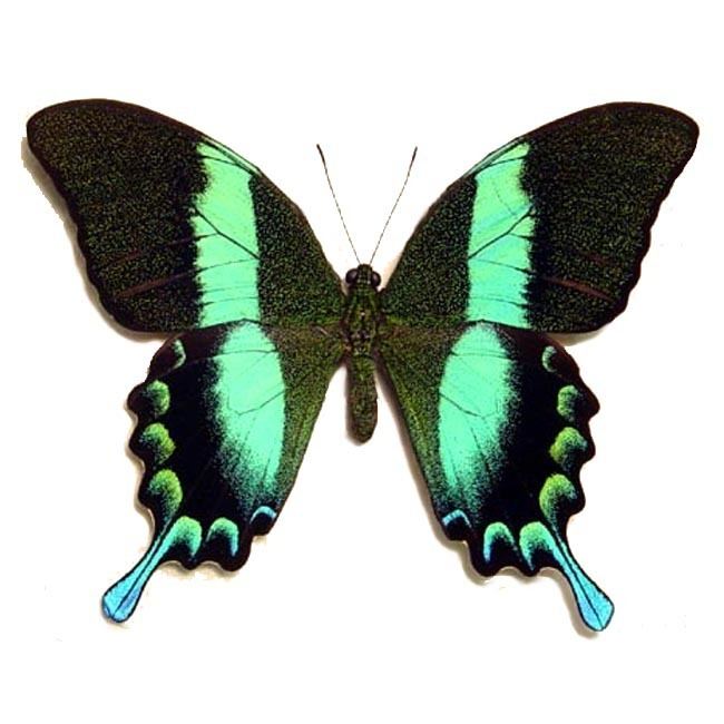 Papilio blumei Papilio Blumei Butterfly Peacock Swallowtail Real Butterfly Gifts