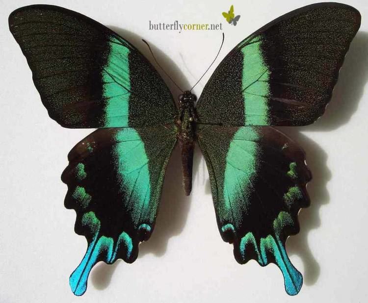 Papilio blumei ButterflyCornernet Papilio blumei Peacock Pfau Le Paon