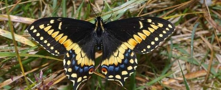 Papilio brevicauda Detailed information on Newfoundland Shorttailed Swallowtail