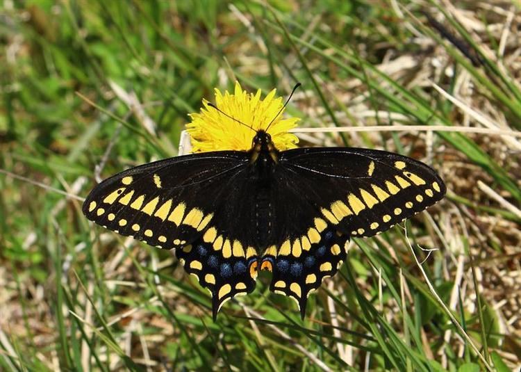 Papilio brevicauda Observations of Shorttailed Swallowtail Papilio brevicauda