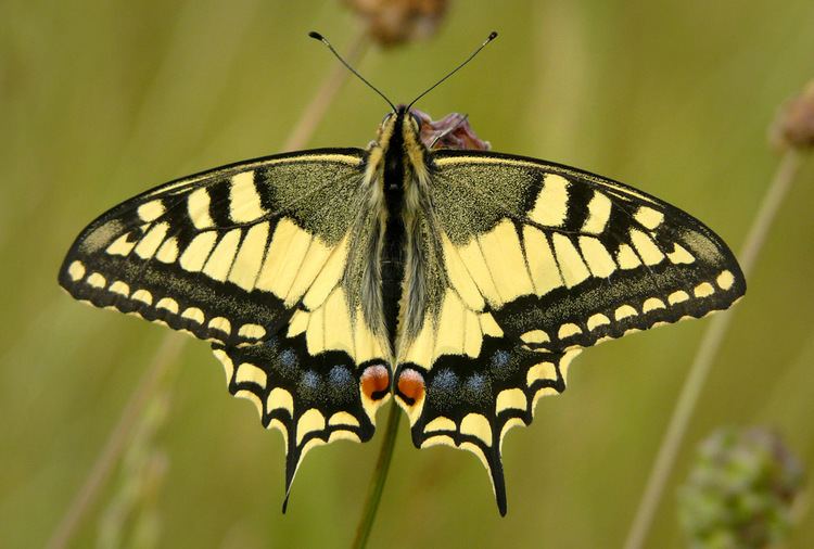 Papilio Papilio Wikipedia
