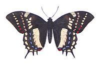 Papilio cacicus httpsuploadwikimediaorgwikipediacommonsthu