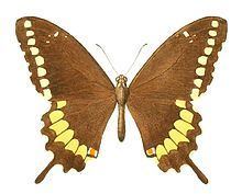 Papilio caiguanabus httpsuploadwikimediaorgwikipediacommonsthu