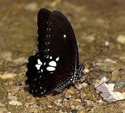 Papilio castor httpsuploadwikimediaorgwikipediacommonsthu
