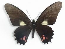 Papilio chiansiades httpsuploadwikimediaorgwikipediacommonsthu