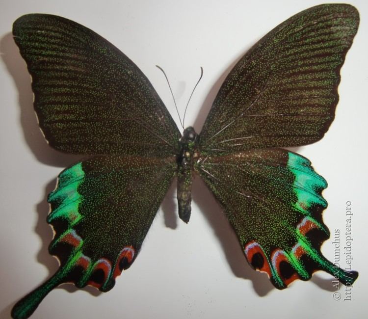 Papilio chikae Photo 28542 Papilio chikae
