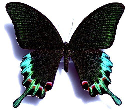Papilio chikae Pchikae