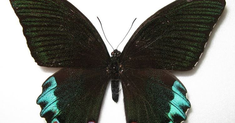 Papilio chikae Endangered Species Luzon Peacock