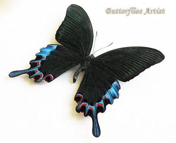 Papilio chikae VERY RARE Papilio Chikae Real Butterfly In by ButterfliesArtist