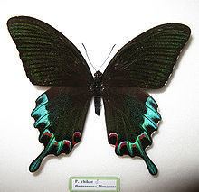 Papilio chikae httpsuploadwikimediaorgwikipediacommonsthu