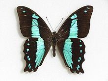 Papilio chrapkowskii httpsuploadwikimediaorgwikipediacommonsthu