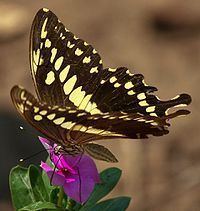 Papilio constantinus httpsuploadwikimediaorgwikipediacommonsthu