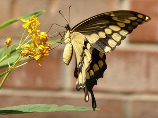 Papilio cresphontes Papilio cresphontes Discover Life
