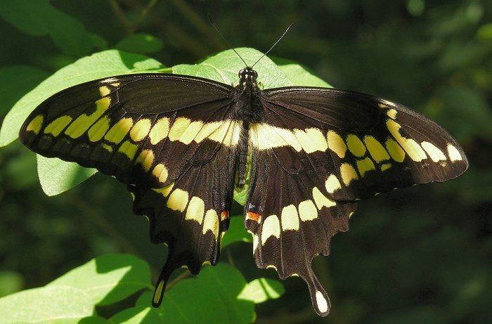 Papilio cresphontes Papilio cresphontes Giant Swallowtail Prairie Haven