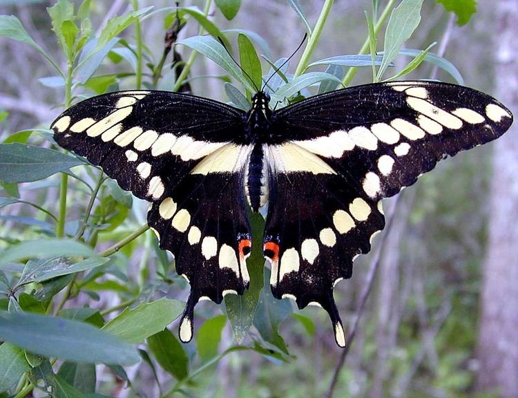 Papilio cresphontes Giant Swallowtail Papilio cresphontes