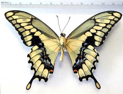 Papilio cresphontes Papilio cresphontes