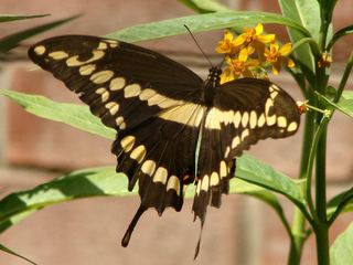 Papilio cresphontes Papilio cresphontes Giant Swallowtail Discover Life mobile
