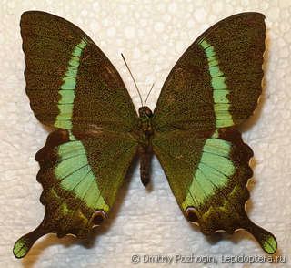 Papilio crino Photo 6509 Papilio crino