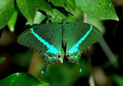 Papilio crino Papilio crino Fabricius 1792 Species India Biodiversity Portal