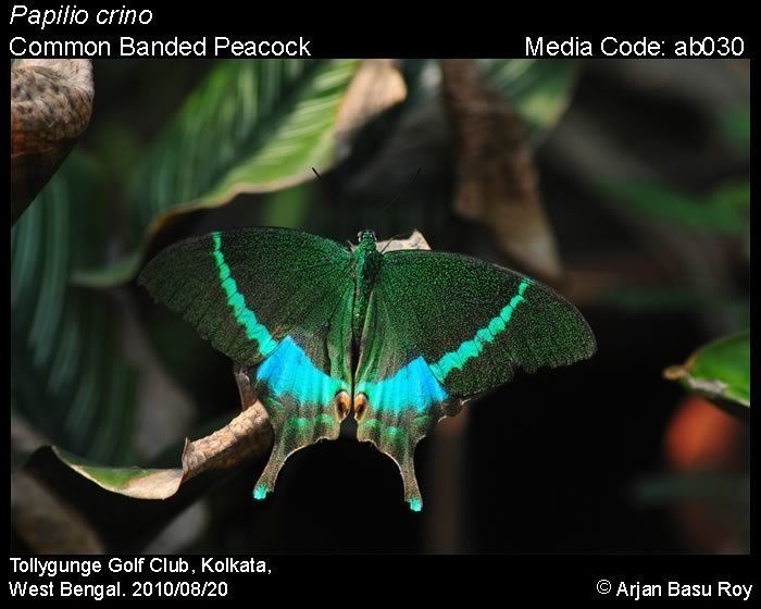 Papilio crino wwwifoundbutterfliesorgmediaimagesPapilioCrin