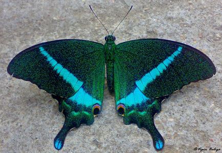 Papilio crino Papilio crino Fabricius 1792 Observation India Biodiversity Portal