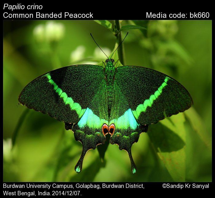 Papilio crino Papilio crino Common Banded Peacock Butterflies of India