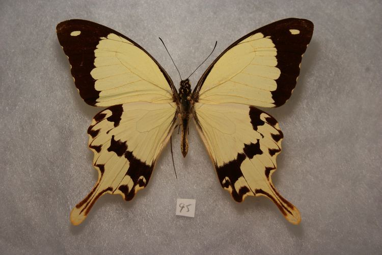 Papilio dardanus Papilio dardanus Brown 1776 Checklist View