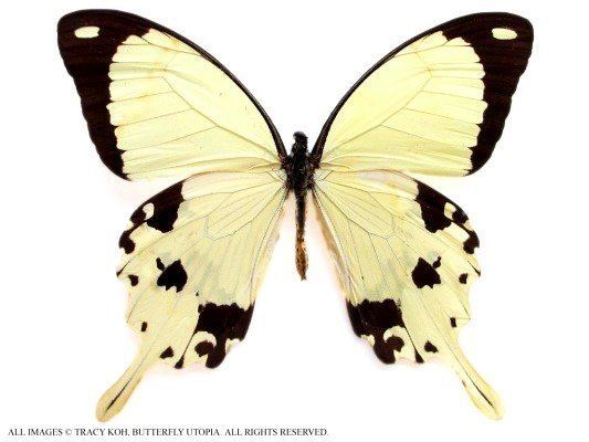 Papilio dardanus Papilio dardanus African swallowtail butterfly