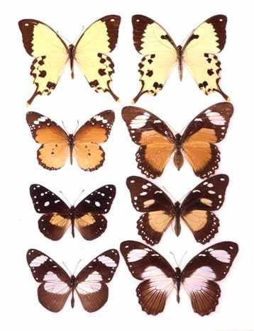 Papilio dardanus Batesian mimicry in Papilio dardanus