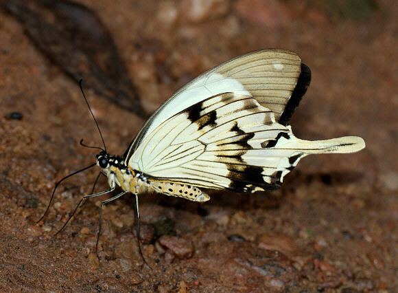 Papilio dardanus wwwlearnaboutbutterfliescomPapilio20dardanus2