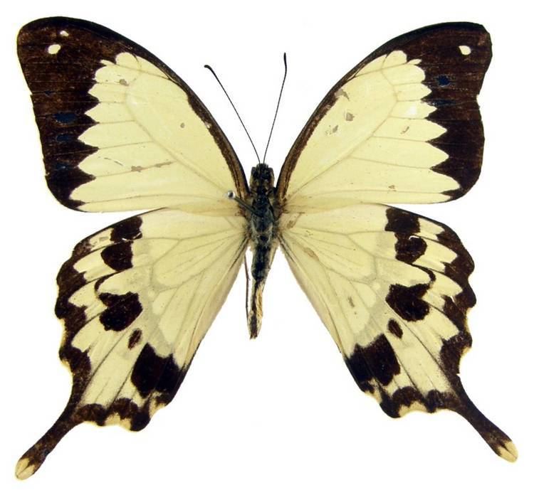 Papilio dardanus ButterflyCornernet Papilio dardanus African Swallowtail