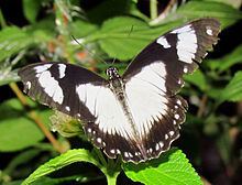 Papilio dardanus Papilio dardanus Wikipedia