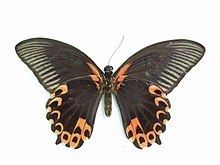Papilio deiphobus httpsuploadwikimediaorgwikipediacommonsthu