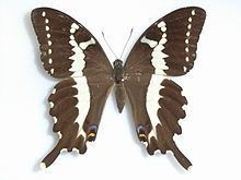 Papilio delalandei httpsuploadwikimediaorgwikipediacommonsthu