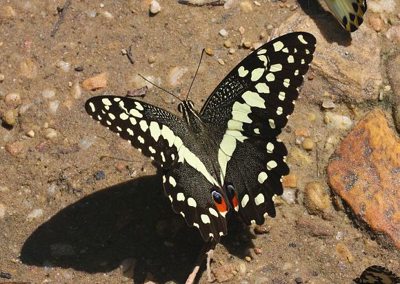 Papilio demodocus Butterflies of Africa Papilio demodocus